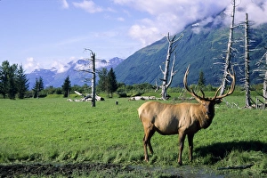 Sub Arctic Prints: Elk bull standing in a grass meadow, Alaska Wildlife Conservation Center, Portage Alaska