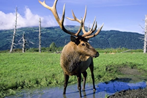 Sub Arctic Prints: Elk bull standing in a small stream that runs through a grass meadow, Alaska Wildlife