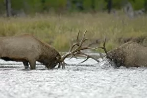 Images Dated 15th May 2007: Elk Bulls fighting, Yellowstone NP, Wyoming