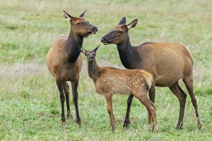 Tundra Prints: Elk calf seeking comfort among the adults, Colorado