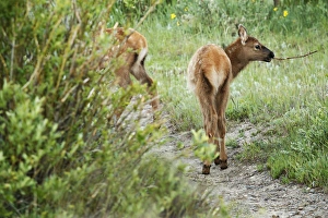Images Dated 21st June 2011: one elk calf with stick in mouth