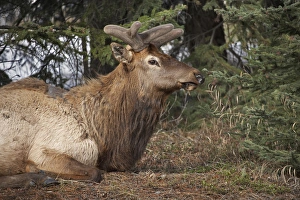Images Dated 26th April 2010: Elk (Cervus canadensis), Banff, Banff National Park, Alberta, Canada