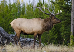Elk (Cervus canadensis) near Lake Village, Yellowstone National Park, Wyoming, USA