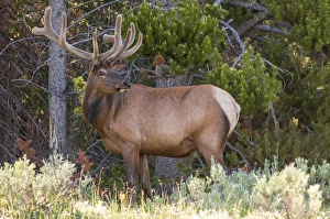 Images Dated 27th June 2013: Elk (Cervus canadensis) near Lake Village, Yellowstone National Park, Wyoming, USA
