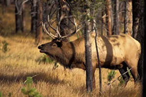 Bugle Prints: elk, Cervus elaphus