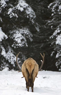 Elk, Cervus elaphus, Banff National Park, Alberta, Rocky Mountains