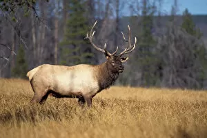 Images Dated 11th November 2005: elk, Cervus elaphus, bull in a field in Yellowstone National Park, Montana