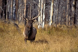 elk, Cervus elaphus, bull in a field in Yellowstone National Park, Montana