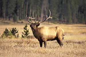 elk, Cervus elaphus, bull scenting in Yellowstone National Park, Montana