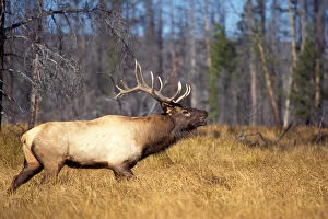 Images Dated 11th November 2005: elk, Cervus elaphus, bull in Yellowstone National Park, Montana