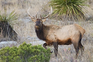 Images Dated 14th December 2010: Elk (Cervus elaphus) near Sanderson, Texas, in chihuahuan desert mountains