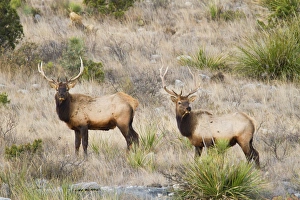 Antlers Prints: Elk (Cervus elaphus) near Sanderson, Texas, in chihuahuan desert mountains