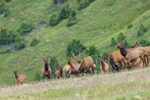 Tundra Prints: Elk herd at home in the alpine tundra country of the Colorado Mountains