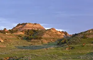 Medora Prints: Elk herd in Theodore Roosevelt National Park; National Park, North Dakota, USA