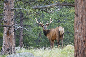 Images Dated 21st June 2011: one elk looking back velvet
