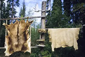 Sub Arctic Prints: Elk and moose hides stretched and hang over wooden racks for easy scraping and tanning