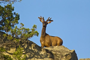Elk in velvet at Theodore Rooosevelt National Park, North Dakota, USA Elk in velvet at Theodore Rooosevelt National Park, North Dakota, USA