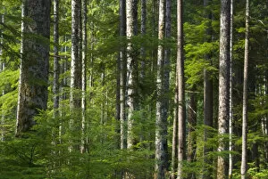 Elwha Forest, Olympic National Park, Washington, US