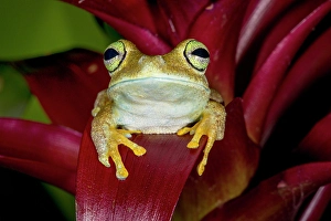 Images Dated 15th September 2024: Emerald-eyed tree frog resting on bromeliad