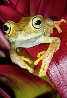 Images Dated 14th September 2024: Emerald-eyed tree frog resting on bromeliad