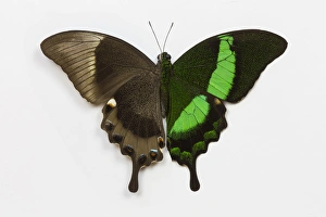 Emerald Prints: Emerald Swallowtail Butterfly Comparing the top and bottom wing, Papilio palinurus