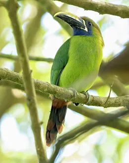 Images Dated 23rd August 2022: Emerald Toucanet, Costa Rica, Central America