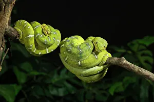 Snake Prints: Emerald tree boa coiled, captive, native to South America
