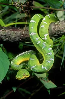 Images Dated 28th February 2007: Emerald Tree Boa Corallus canina Native to Northern South America