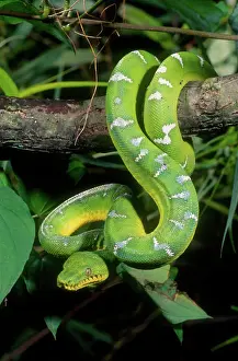 Trending: Emerald Tree Boa Corallus canina Native to Northern South America