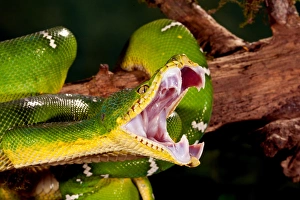 Emerald Tree Boa, Corallus caninus, Native to Northern South America, Habitat: Tropical