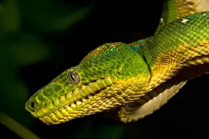 David Northcott Prints: Emerald Tree Boa Corallus caninus Native to Northern South America Habitat - Arboreal
