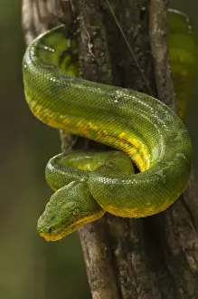 Images Dated 25th July 2009: Emerald Tree Boa (Corallus caninus) Rain Forest Iwokrama Reserve