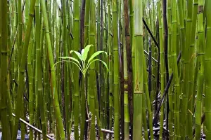 Seedling Prints: An emerging bamboo seedling emerges from a bamboo forest - Haleakala National Park, Maui