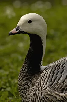 Emperor Goose (Chen canagica) CAPTIVE Slimbridge Wildfowl and Wetlands Trust