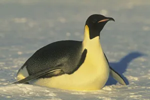 Emperor Penguin