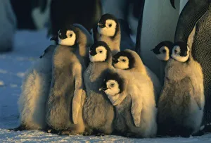 Children Prints: Emperor Penguin
