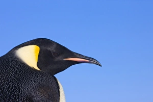 Images Dated 17th August 2011: Emperor Penguin (Aptenodytes forsteri), Snow Hill Island, Antarctica