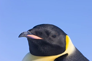 Images Dated 17th August 2011: Emperor Penguin (Aptenodytes forsteri), Snow Hill Island, Antarctica