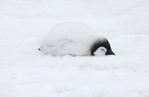 Images Dated 17th August 2011: Emperor Penguin (Aptenodytes forsteri) chick on ice. Snow Hill Island, Antarctica