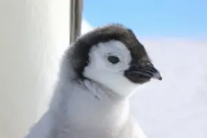 Images Dated 17th August 2011: Emperor Penguin (Aptenodytes forsteri) chick with parent on ice, Snow Hill Island