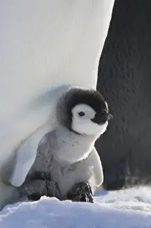 Images Dated 17th August 2011: Emperor Penguin (Aptenodytes forsteri) chick on parents feet on ice, Snow Hill Island