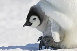 Images Dated 17th August 2011: Emperor Penguin (Aptenodytes forsteri) chick on parents feet on ice, Snow Hill Island