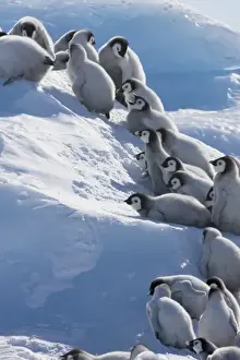 Images Dated 17th August 2011: Emperor Penguin (Aptenodytes forsteri) chicks climbing a small ice mound, Snow Hill Island