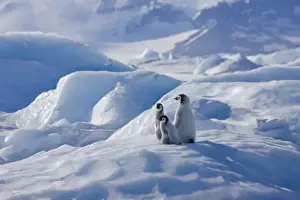 Images Dated 17th August 2011: Emperor Penguin (Aptenodytes forsteri) chicks climbing a small ice mound, Snow Hill Island