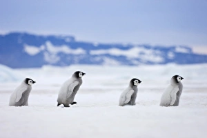 Images Dated 17th August 2011: Emperor Penguin (Aptenodytes forsteri) chicks on ice, Snow Hill Island, Antarctica