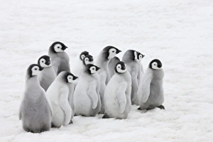 Images Dated 17th August 2011: Emperor Penguin (Aptenodytes forsteri) chicks on ice, Snow Hill Island, Antarctica