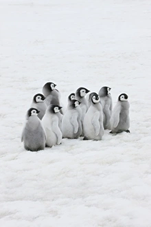 Images Dated 17th August 2011: Emperor Penguin (Aptenodytes forsteri) chicks on ice, Snow Hill Island, Antarctica