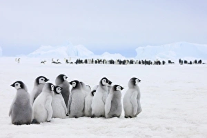 Images Dated 17th August 2011: Emperor Penguin (Aptenodytes forsteri) chicks on ice, Snow Hill Island, Antarctica