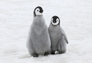 Images Dated 17th August 2011: Emperor Penguin (Aptenodytes forsteri) chicks on ice, Snow Hill Island, Antarctica