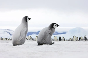Images Dated 17th August 2011: Emperor Penguin (Aptenodytes forsteri) chicks on ice, Snow Hill Island, Antarctica